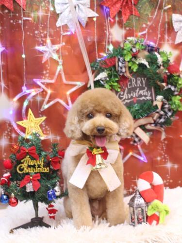 20231202コアくん